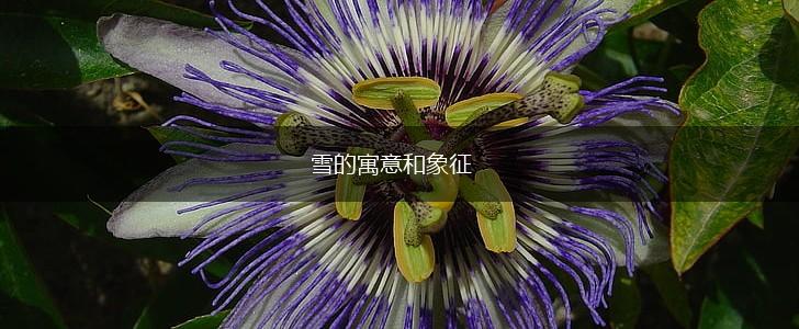 雪的寓意和象征,第1张