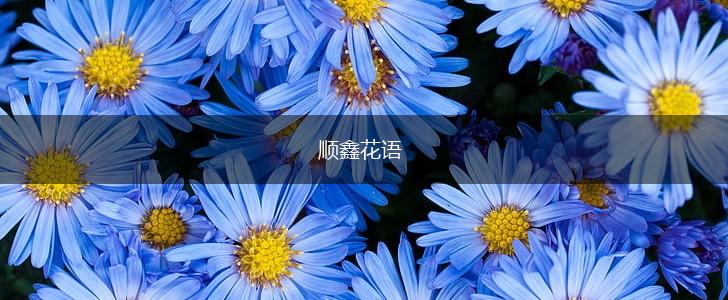 顺鑫花语,第1张