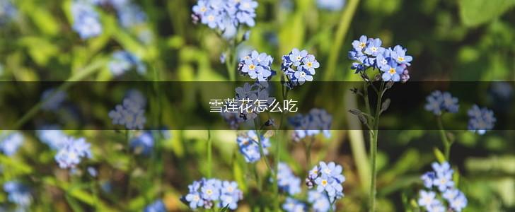 雪莲花怎么吃,第1张