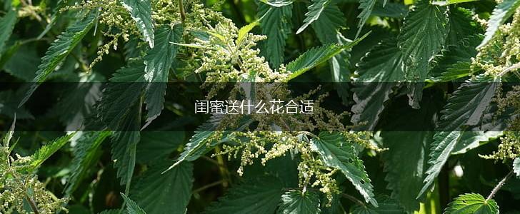 闺蜜送什么花合适,第1张