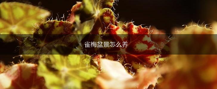 雀梅盆景怎么养,第1张