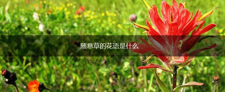 随意草的花语是什么,第1张