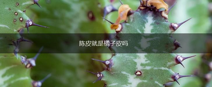 陈皮就是橘子皮吗,第1张