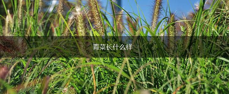 青菜长什么样,第1张