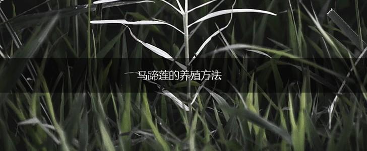 马蹄莲的养殖方法,第1张