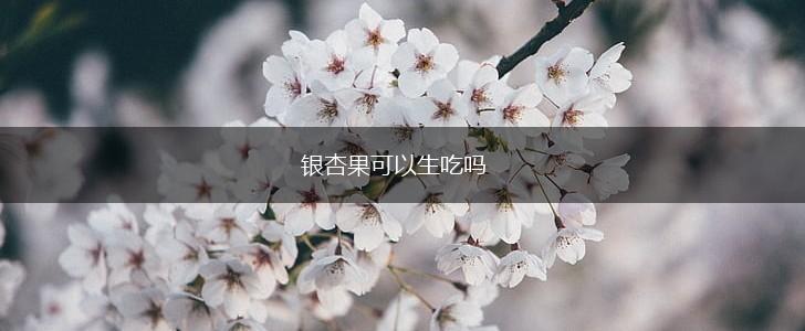 银杏果可以生吃吗,第1张