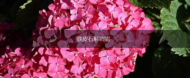 铁皮石斛功能,第1张