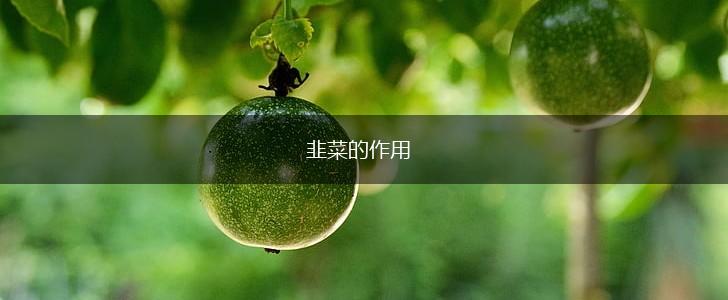 韭菜的作用,第1张