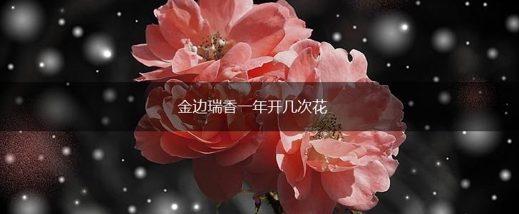 金边瑞香一年开几次花,第1张