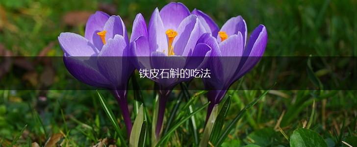 铁皮石斛的吃法,第1张