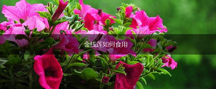 金线莲如何食用,第1张