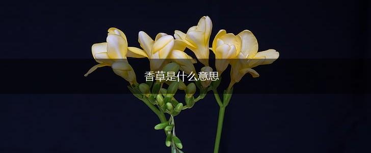 香草是什么意思,第1张