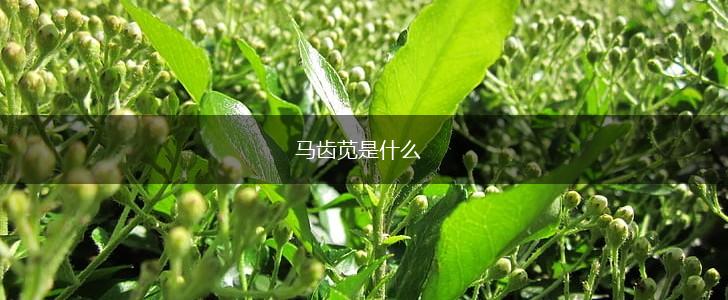 马齿苋是什么,第1张