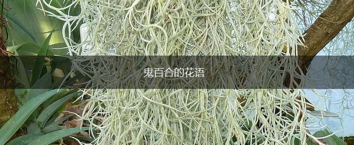 鬼百合的花语,第1张