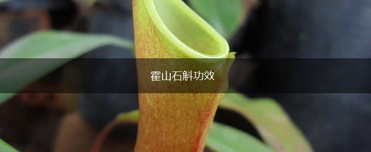 霍山石斛功效,第1张