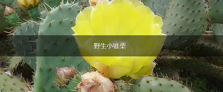 野生小锥栗,第1张