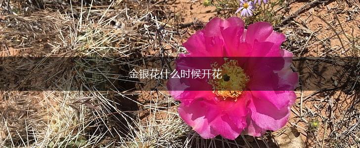 金银花什么时候开花,第1张