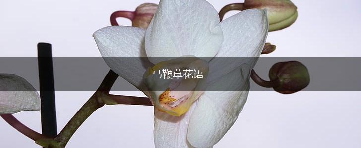 马鞭草花语,第1张