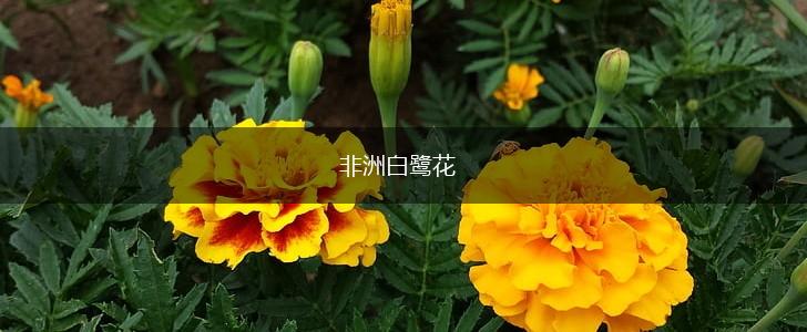 非洲白鹭花,第1张