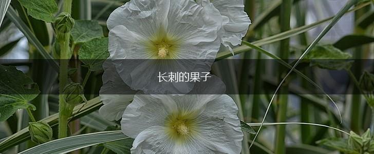 长刺的果子,第1张