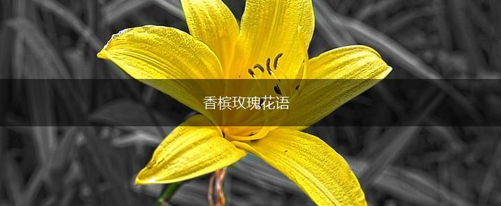 香槟玫瑰花语,第1张