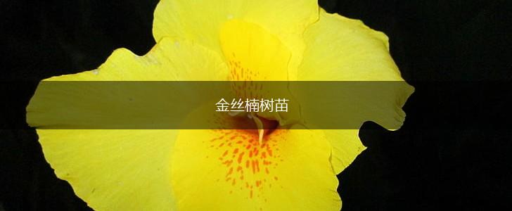 金丝楠树苗,第1张