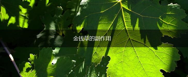 金钱草的副作用,第1张