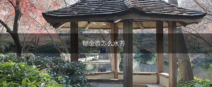 郁金香怎么水养,第1张