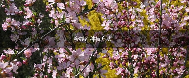 金线莲种植方法,第1张