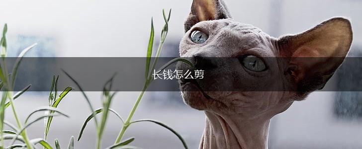 长钱怎么剪,第1张