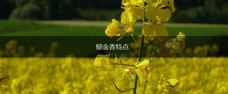 郁金香特点,第1张