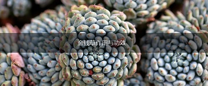 金钱草作用与功效,第1张