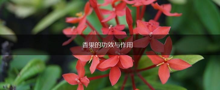 香果的功效与作用,第1张