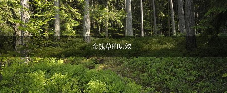 金钱草的功效,第1张