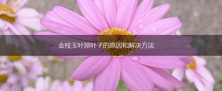 金枝玉叶掉叶子的原因和解决方法,第1张