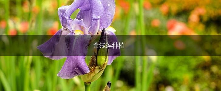 金线莲种植,第1张