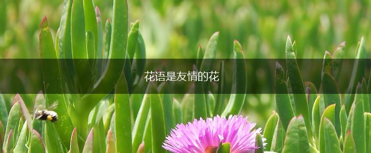 花语是友情的花,第1张