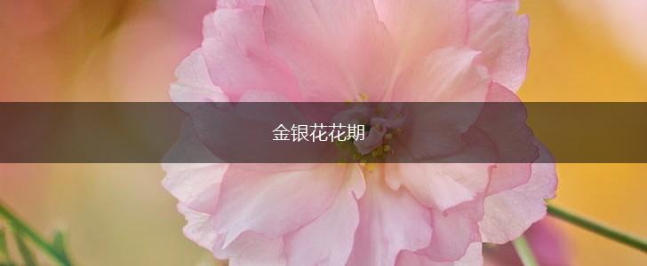 金银花花期,第1张