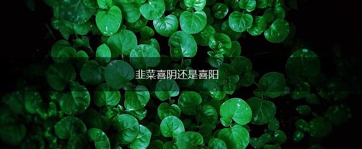 韭菜喜阴还是喜阳,第1张