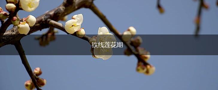 铁线莲花期,第1张