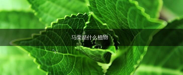 马栗是什么植物,第1张
