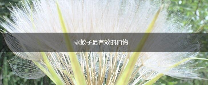 驱蚊子最有效的植物,第1张