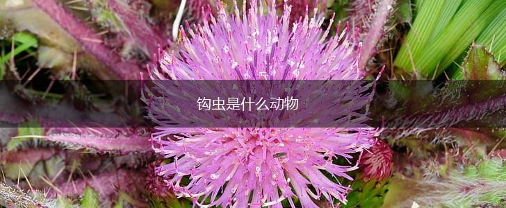 钩虫是什么动物,第1张