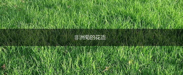 非洲菊的花语,第1张