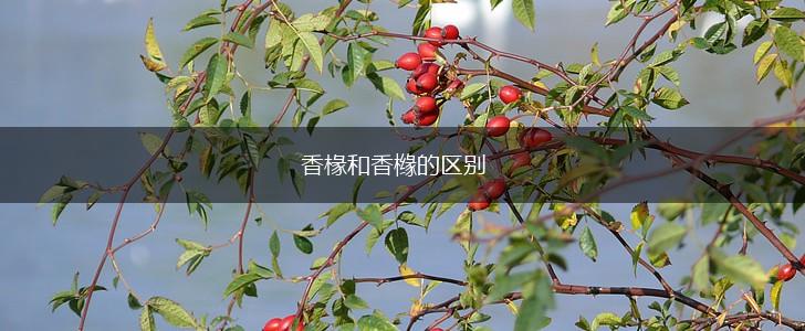 香椽和香橼的区别,第1张