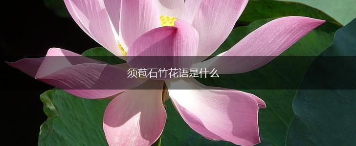 须苞石竹花语是什么,第1张