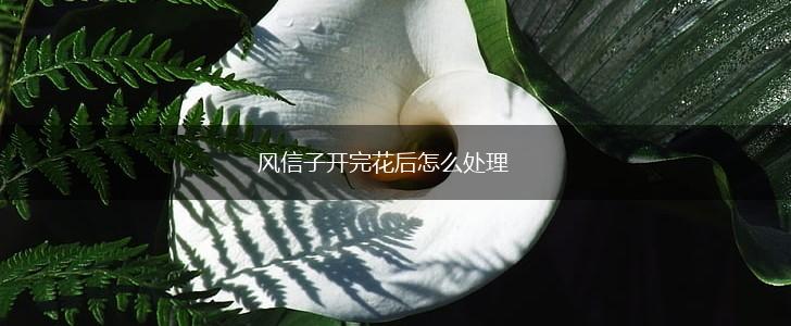 风信子开完花后怎么处理,第1张