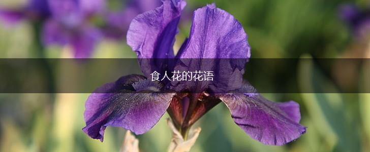 食人花的花语,第1张