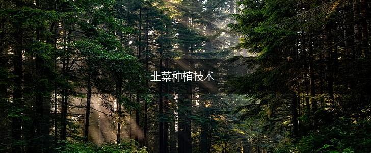 韭菜种植技术,第1张