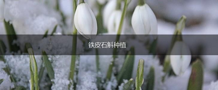 铁皮石斛种植,第1张